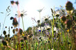 Field of daisies and wild natural meadow flowers in spring landscape with sunshine light,