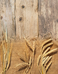 set of various ripe ears grain spikelets on old wooden background. rye, wheat, oats ears. harvesting, agriculture concept. top view