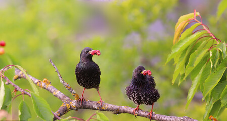 Wall Mural - A pair of starlings with gifts for chicks among the green leaves on a branch....