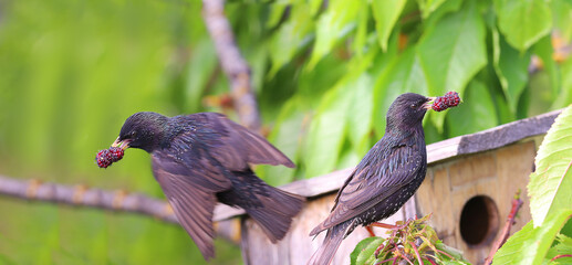 Wall Mural - A pair of starlings near the birdhouse in line to feed the chicks...