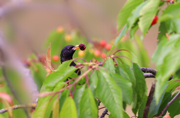 Wall Mural - A starling's head suddenly appeared from the dense foliage of a cherry tree, holding a mulberry fruit in its beak.