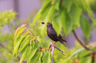 Wall Mural - A starling with prey in its beak, hiding among the leaves..