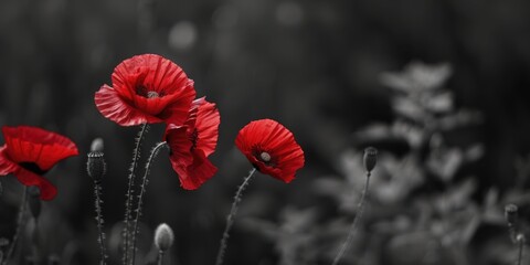 Wall Mural - Black and white photo of vibrant red poppies. Suitable for various design projects