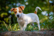 Cute Jack Russell Terrier puppy.
