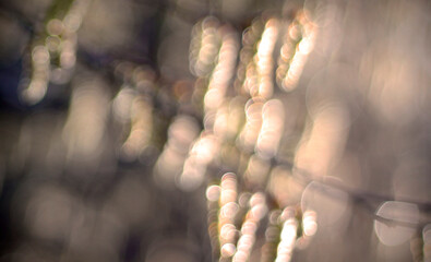 Wall Mural - Defocused natural bokeh background with copy space. Defocused abstract background with bokeh lights in beige, brown and black colour. Blurred blooming catkins on the tree in the evening light.