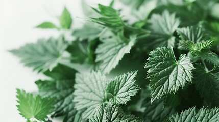 Poster - Creative nettle leaves layout with paper card note copy space Minimal nature concept Flat lay Green herbs texture : Generative AI
