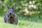 Fototapeta Dmuchawce - Gray rabbit poses in green grass with soft bokeh background copy text space