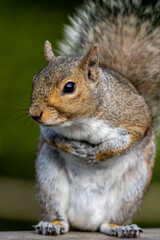 Poster - Eastern gray squirrel, Sciurus carolinensis, closeup standing with paws together with a curious look