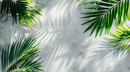 Aufkleber - Summer green leaves of coconut palm and shadow Free space for your decoration and gray background : Generative AI