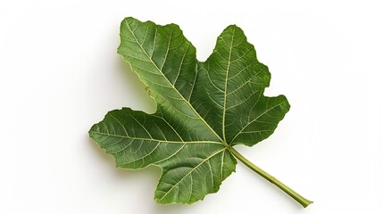 Poster - Top view of a green fig leaf isolated on a white background : Generative AI