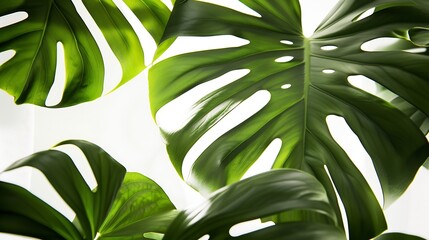Poster - Tropical leaves is placed on a white canvas with part of the leaf layout and copy space : Generative AI