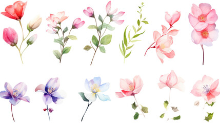 Wall Mural - set of watercolor wildflowers painting isolated on clear png background and transparent background. 