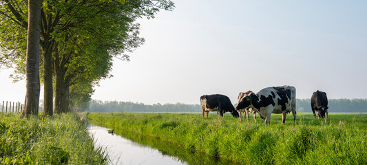 Wall Mural - black and white spotted cows in green meadow at sunrise in the netherlands