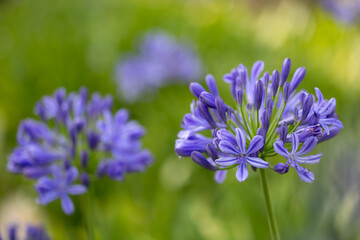 Wall Mural - Blue agapanthus or African lily of nile flower is blooming in summer season for ornamental garden concept