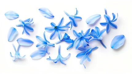 Poster - Blue hyacinth flower petals isolated on white background Spring garden flowers bouquet Easter decoration Design element Top view flat lay Creative layout : Generative AI