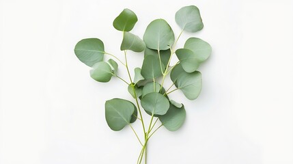 Poster - green eucalyptus leaves bouquet   on a white background  top view eucalyptus branch posterMinimal floral card : Generative AI