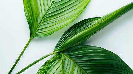 Poster - Tropical leaves is placed on a white canvas with part of the leaf layout and copy space : Generative AI