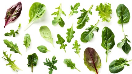 Salad leaves Collection Isolated Mixed Salad leaves with Spinach Frisee Chard lettuce rucola on white background Flat lay Creative layout Pattern : Generative AI