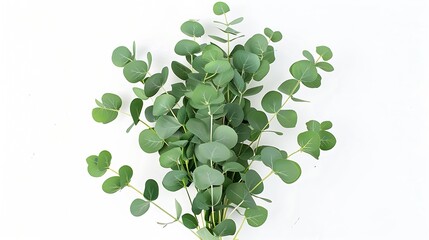 Poster - green eucalyptus leaves bouquet   on a white background  top view eucalyptus branch posterMinimal floral card : Generative AI