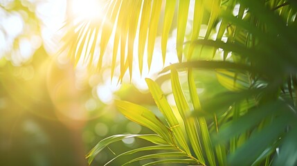 Poster - Blurred summer background of free space for your decoration and palm leaves with sun light : Generative AI