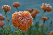 Calendula flowers covered with hoarfrost. Frost in Autumn season