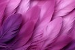 Pink and violet feathers, closeup, nature background.