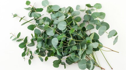 Poster - green eucalyptus leaves bouquet   on a white background  top view eucalyptus branch posterMinimal floral card : Generative AI