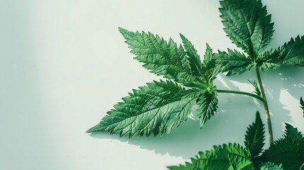 Poster - Creative nettle leaves layout with paper card note copy space Minimal nature concept Flat lay Green herbs texture : Generative AI