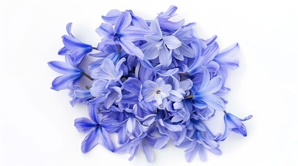 Poster - Blue hyacinth flower petals isolated on white background Spring garden flowers bouquet Easter decoration Design element Top view flat lay Creative layout : Generative AI