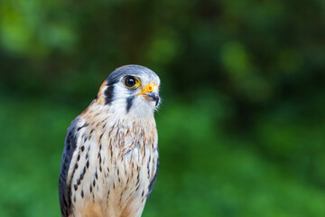 Wall Mural - Beautiful little predator Sparrowhawk - Falco sparverius led by a falconer.