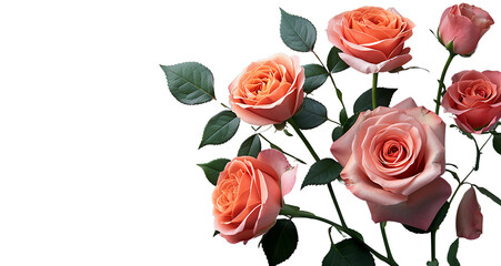 Sticker - Wallpaper of Rose flowers on a transparent background with copy space for text