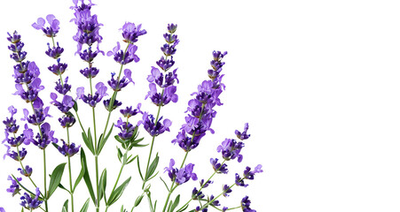 Sticker - Wallpaper of lavender flowers on a transparent background with copy space for text