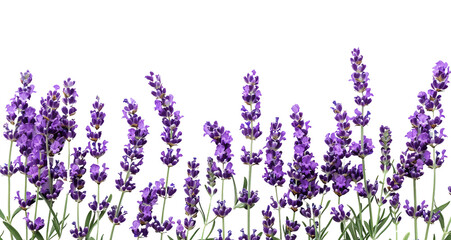 Sticker - Wallpaper of lavender flowers on a transparent background with copy space for text