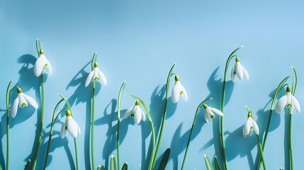 Aufkleber - Composition with snowdrop flowers on color background Creative layout made with snowdrop flowers on bright blue background Flat lay Spring minimal concept : Generative AI
