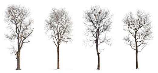 Wall Mural - collection of winter or bare trees isolated on transparent or white background