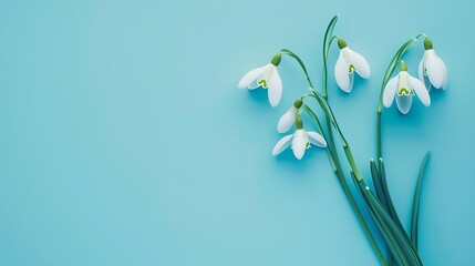 Aufkleber - Creative layout made with snowdrop flowers on bright blue  background Flat lay Spring minimal concept : Generative AI