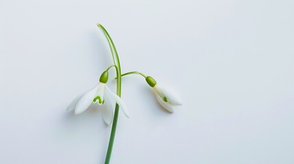 Poster - Snowdrop spring first single flower isolated on white background Hello spring Creative layout Top view flat lay Design element Springtime greeting card Easter holiday concept : Generative AI