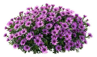 Wall Mural - large bush of purple daisies flower with green leaves isolated on transparent or white background
