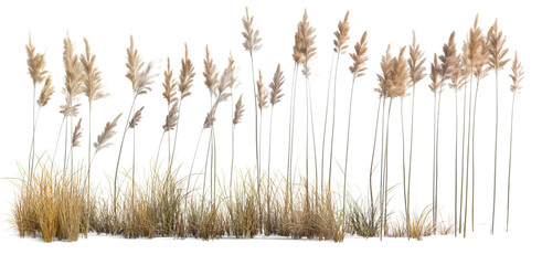 Wall Mural - reeds field isolated on transparent or white background. 3d rendering