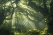 magical sunbeams piercing through ancient forest canopy creating enchanting play of light and shadow nature photography
