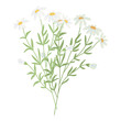 Chamomile flower.  Wildflower branch. Spring summer delicate fragile flora. Floral flat hand drawn vector illustration on white background