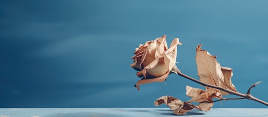 Wall Mural - A dry Rose is seen on the desk with a blue background highlighting the copy space image