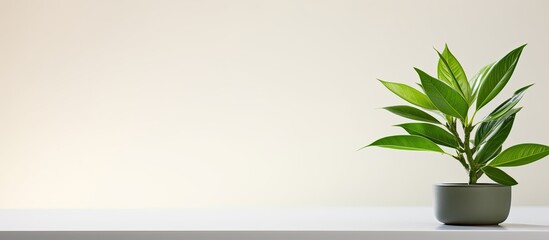 A green plant is positioned on a desk against a white background leaving ample space for additional images or text