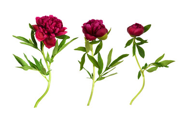 Wall Mural - set of red peony flowers with green leaves isolated on white or transparent background