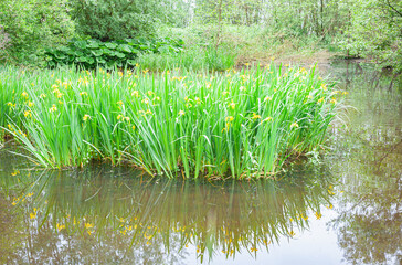 Large bunch of yellow-flowering iris (Iris pseudacorus) growing along the waterfront one day in spring