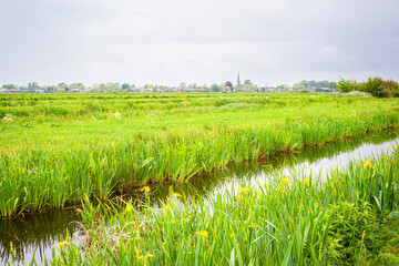 Wall Mural - beautiful view of the grassy dutch polder landscape with yellow flowering iris (iris pseudacorus) at