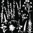 fefteen wild flower silhouettes collection isolated on black