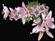 pink flowers corner with lilies isolated on black