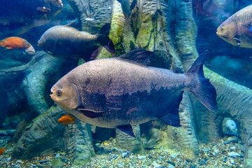 Wall Mural - Pygocentrus nattereri. Piranha closeup.