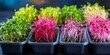 Elevate Your Meals with a Stylish Microgreens Kit for Home Gardening. Concept Home Gardening, Microgreens Kit, Stylish Design, Elevate Meals, Healthy Eating